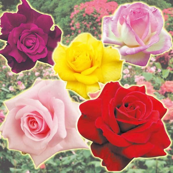 バラ苗木 綾 希少品種 薔薇 蕾付き 正規品 ラベル付 バラ苗 鉢植え6寸 2025 プラム グレイ Plum Gray 四季咲き 国産